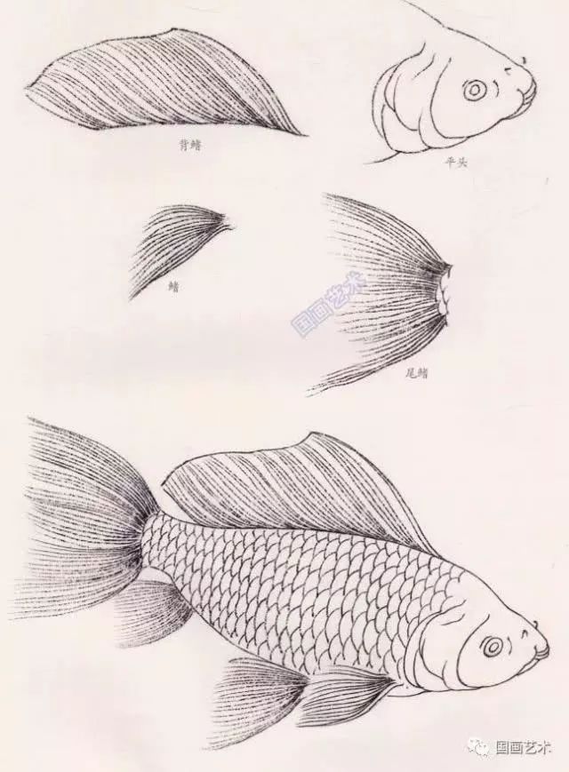 金鱼线描图示,工笔鱼画法步骤教程,金鱼的画法技巧详解