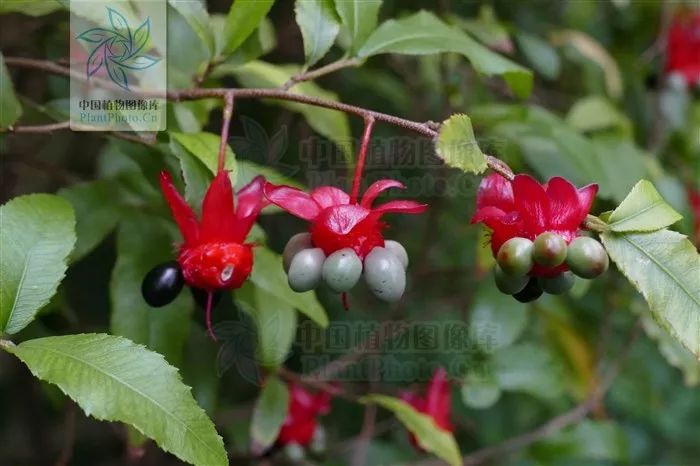 鼠眼木 ochna serrulata (图片来源:中国植物图像库(ppbc))