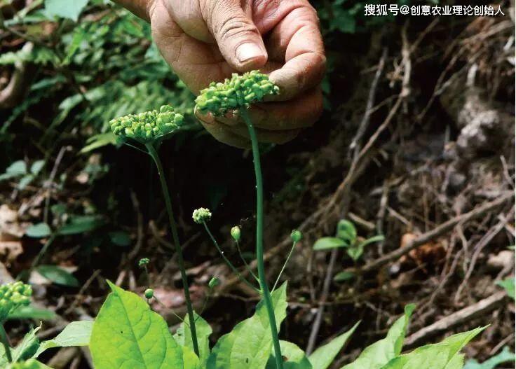 原创创意中国最美乡村头条丨天南地北,为农业文化遗产留影