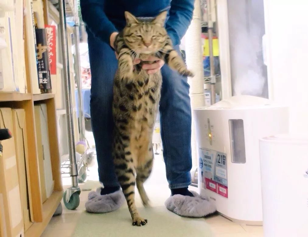 日推上有个“猫伸长协会”，里面的猫都太太太太太太太太长了！