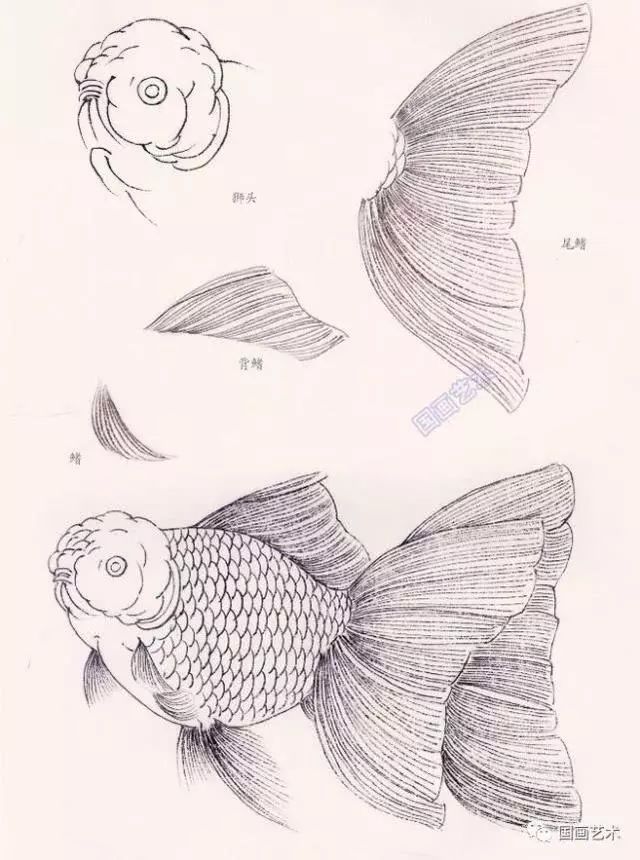 金鱼线描图示,工笔鱼画法步骤教程,金鱼的画法技巧详解