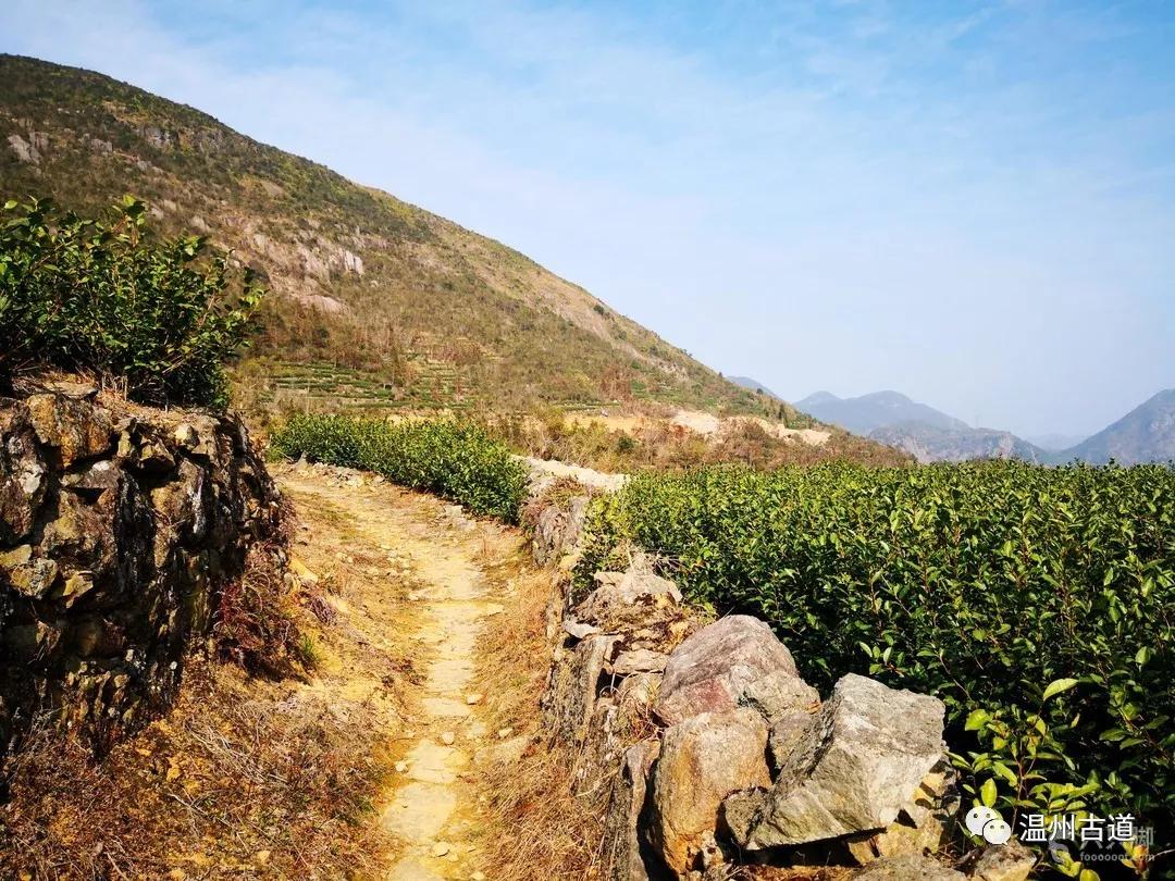 永嘉乌牛西岙东樟岭古道西叶行禅杨家山环线穿越风景如画