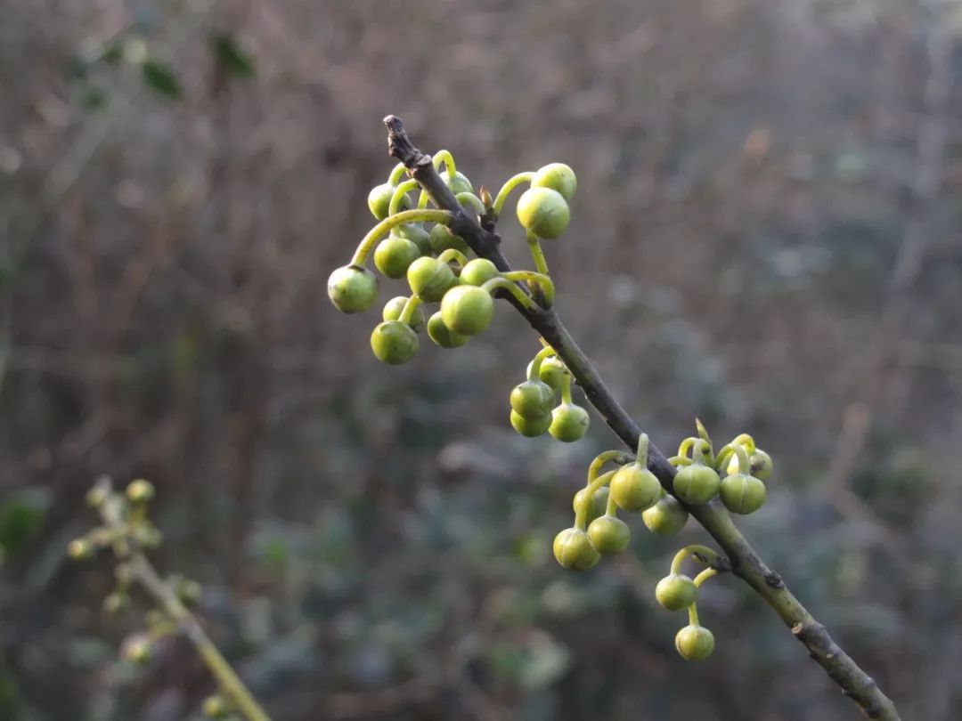 山鸡椒樟科的山鸡椒和红果杓樟都是早春开花的树种,现在它们已经到了