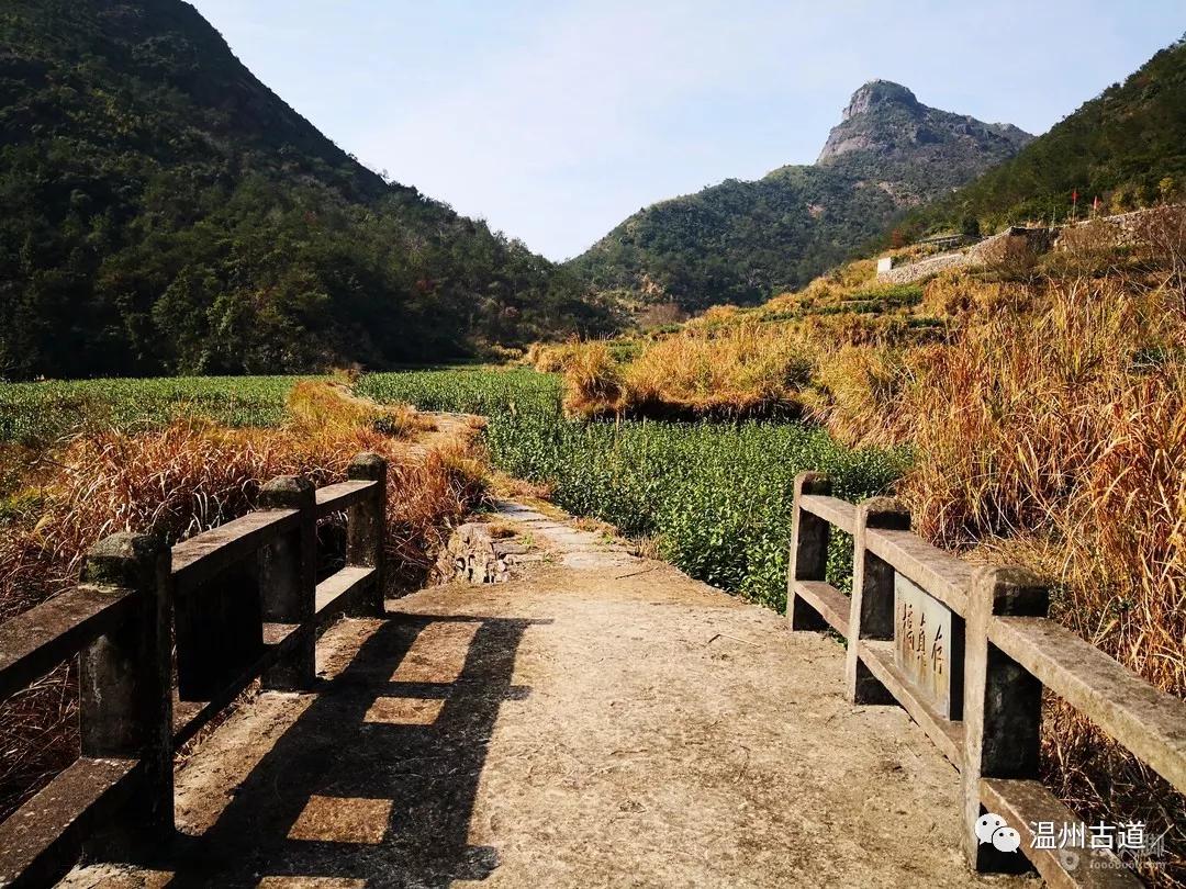 永嘉乌牛西岙东樟岭古道西叶行禅杨家山环线穿越风景如画