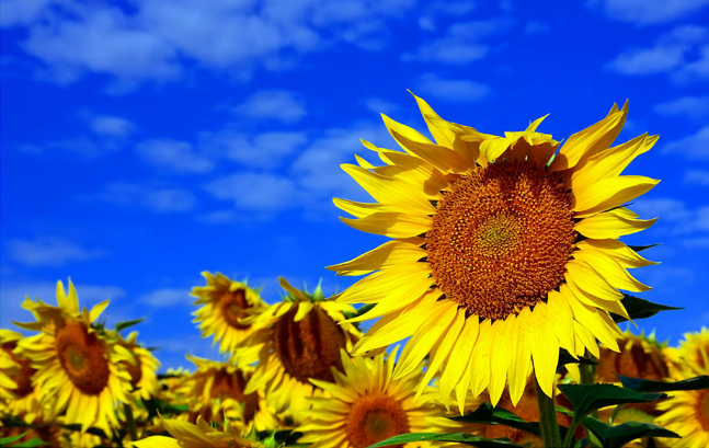 a6208de463e94af9addbc3518a671b7a.png
