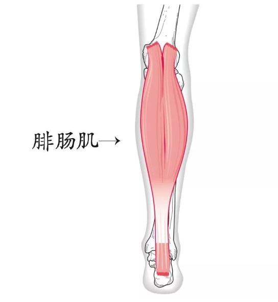 腓肠肌是指小腿后部浅层的大块肌肉,俗称小腿肚.