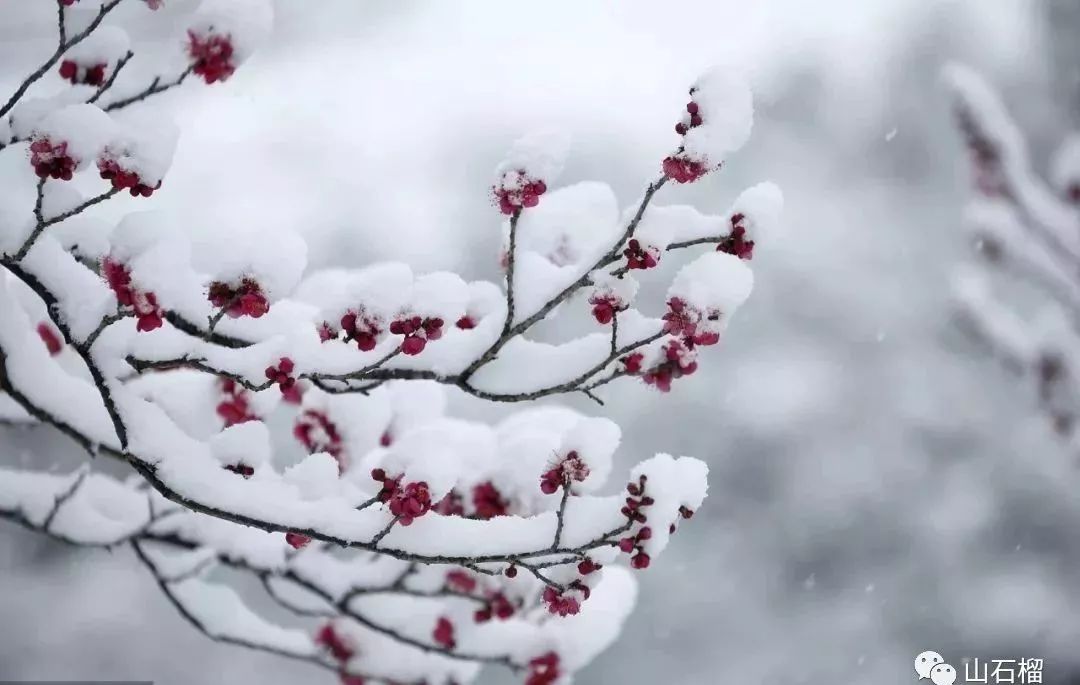 诗歌| 钱洪鑫 :落雪 是一场灵魂的飞翔_雪花