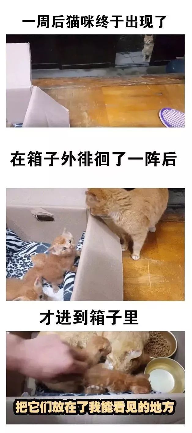 韩国大叔不喜欢猫，却坚持给流浪猫喂饭，结果…真香了！