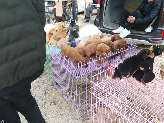 狗市：幼犬滯銷無人問津，金毛犬與可卡犬讓人難以分辨！ 寵物 第3張