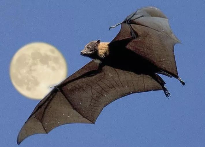 百毒之源蝙蝠永生的秘密