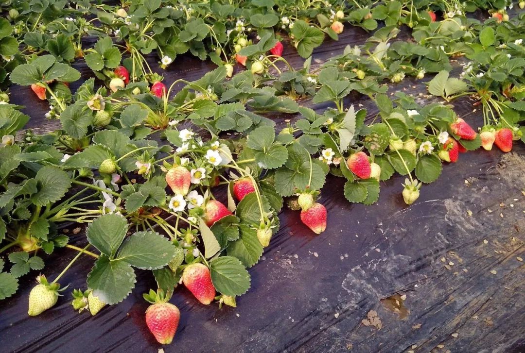 草莓生长期和膨果期不合理使用激素,影响草莓花青素的形成,大量使用