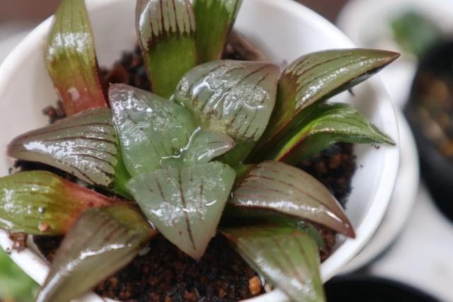 多肉怎么养才能变成晶莹剔透 49655edcbd6f4ef8b6331fd79744d6d6.jpeg