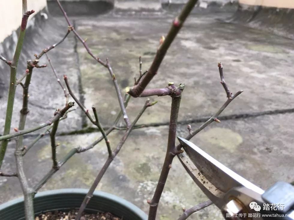 月季花修剪方法视频全集 5ebe873189e140bd954afe662a4c7761.jpeg