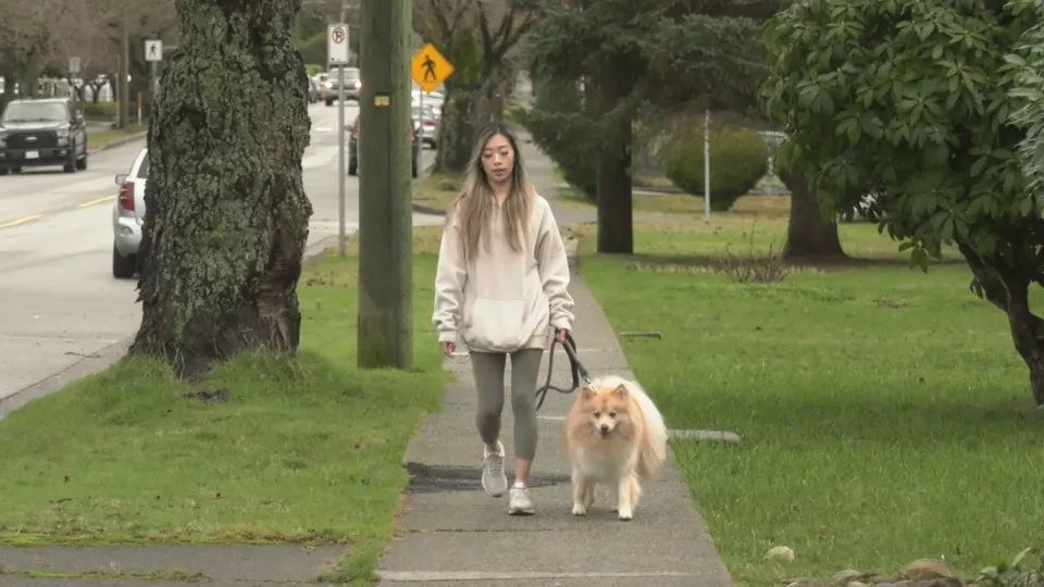 大温华裔女生遛狗差点被撞却遭出租车司机疯狂辱骂还嚣张喊出种族歧视