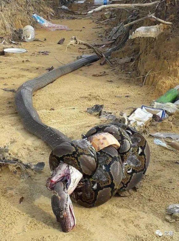 同归于尽:东南亚某处,一条眼镜王蛇企图捕食一条网纹蟒,结果被对方