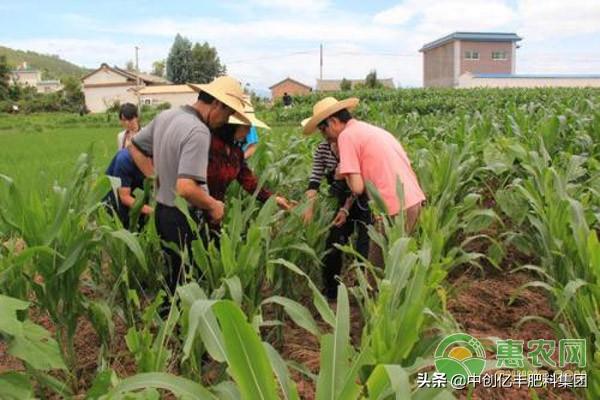 怎么样才能种出巨大作物 83bd345d14c94c3a8e6a5b6c589f74a6.jpeg