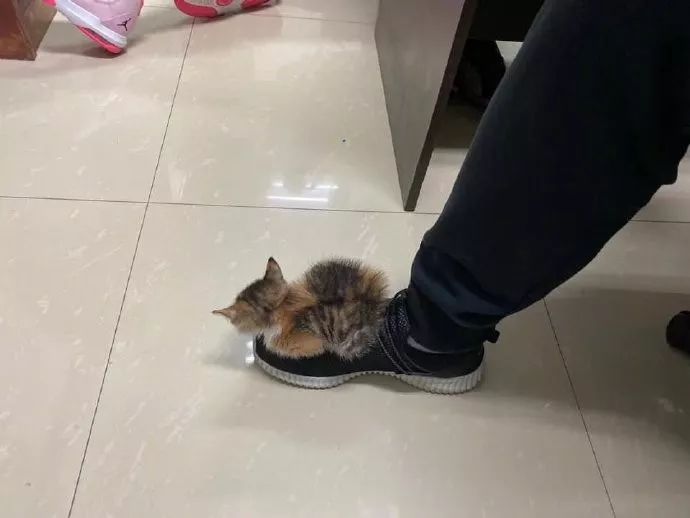 新养的小猫喜欢睡在主人的鞋子上,走到哪跟到哪,好无奈!