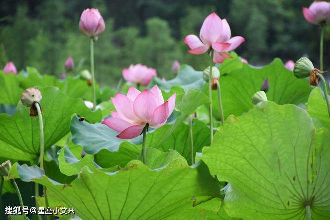 1月末開始，日進鬥金，福祿雙全，功成名就的4生肖 星座 第1張