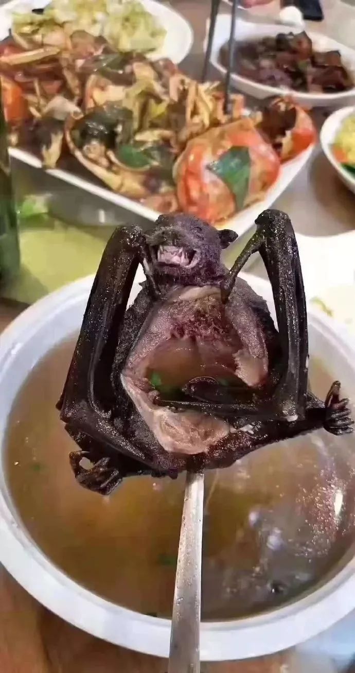 吃蝙蝠的怎么能下得去口?
