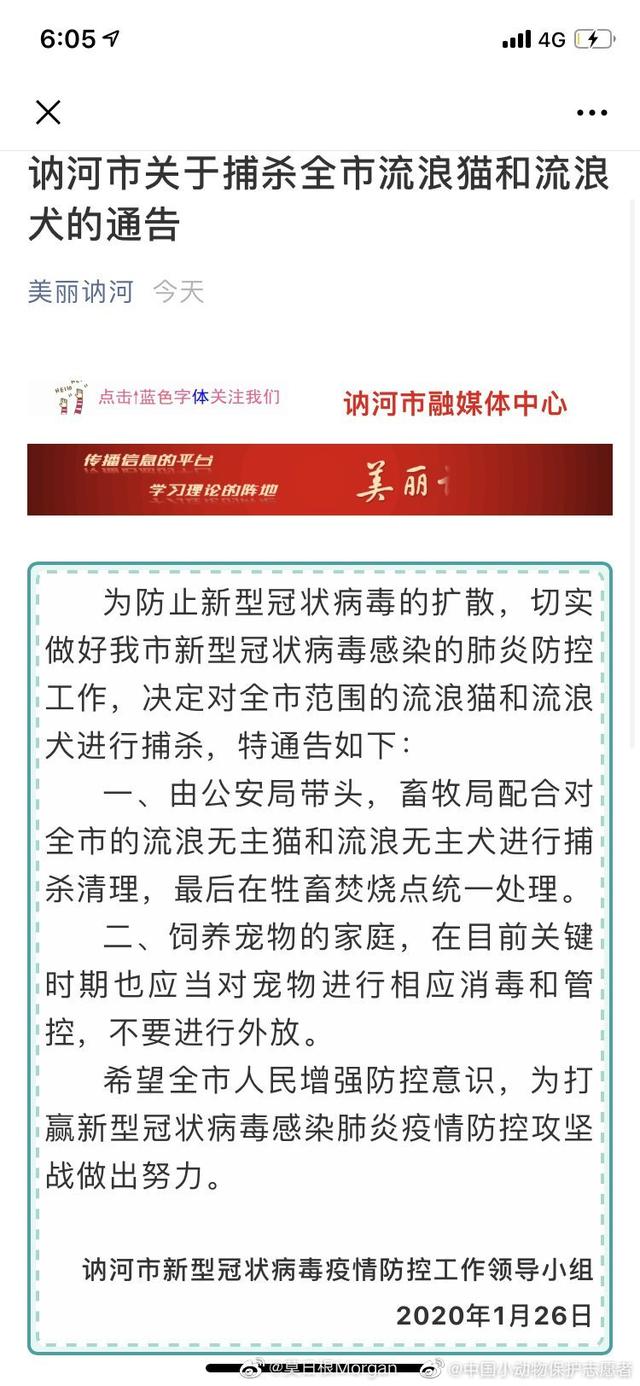 黑龙江讷河捕杀流浪猫狗防疫？