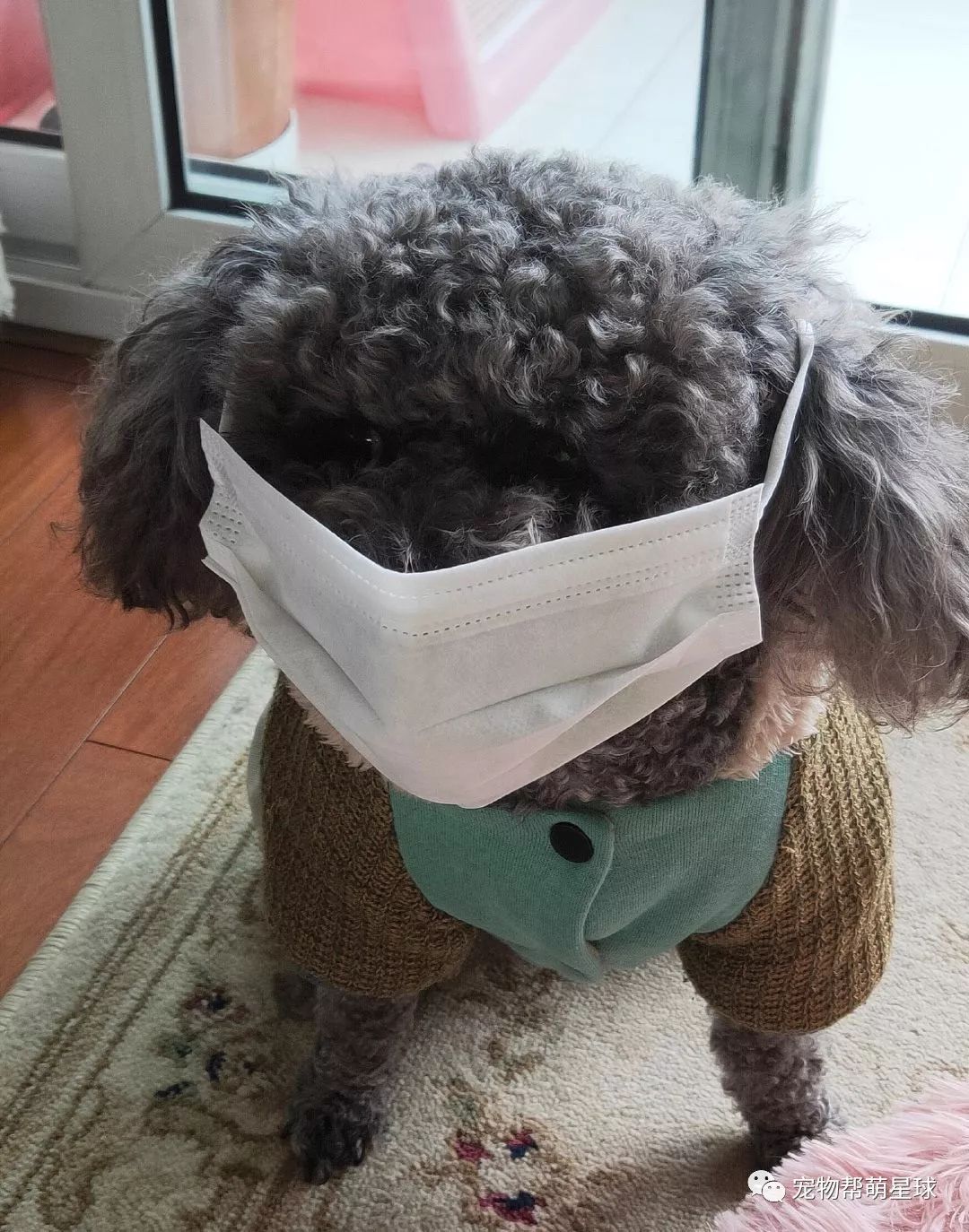 猫跟狗会放屁吗 bb60f2c5d3194bbfb38a31a8906d2b7f.jpeg