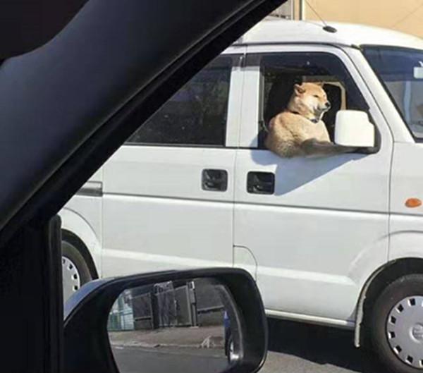 萌宠化身肌肉男柴犬开车小猫泰拳警告看到吉娃娃后笑喷饭