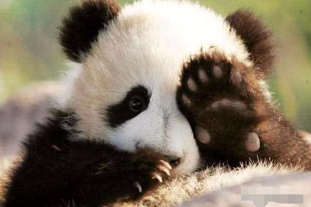 很多生物都是5根手指,为什么大熊猫会有6根手指?