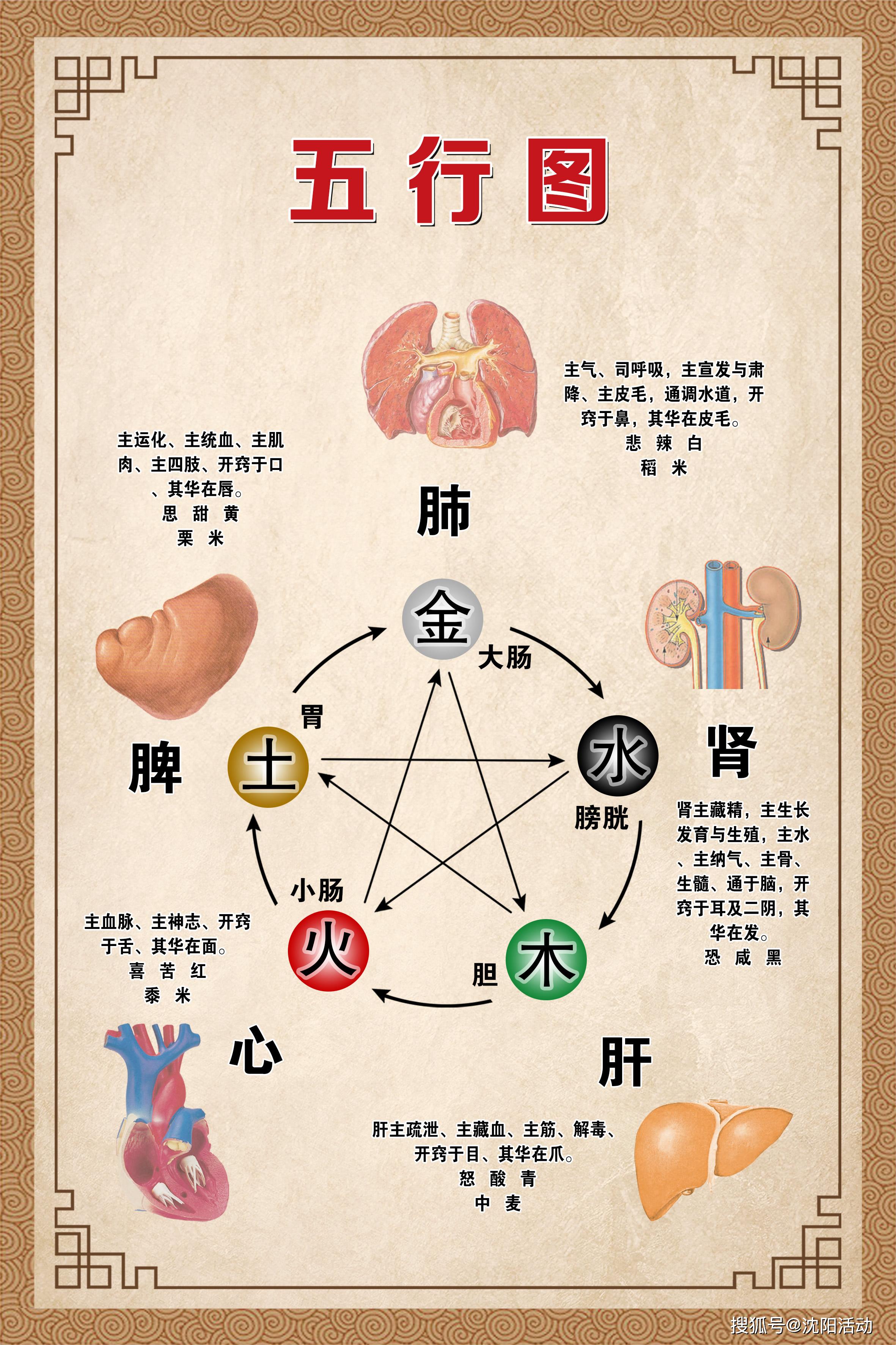 五脏包括肝,心,脾,肺,肾