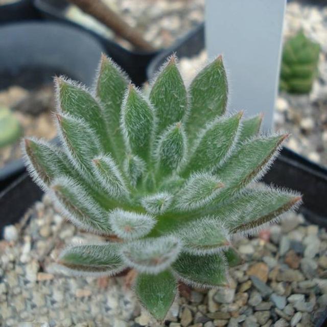 多肉种植技术视频 c490c3ee75c4422e9fccfbccc96f5f89.jpeg