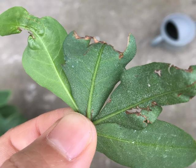 蓝雪花花后这样剪开花一波接一波一年四季月月都能开爆花