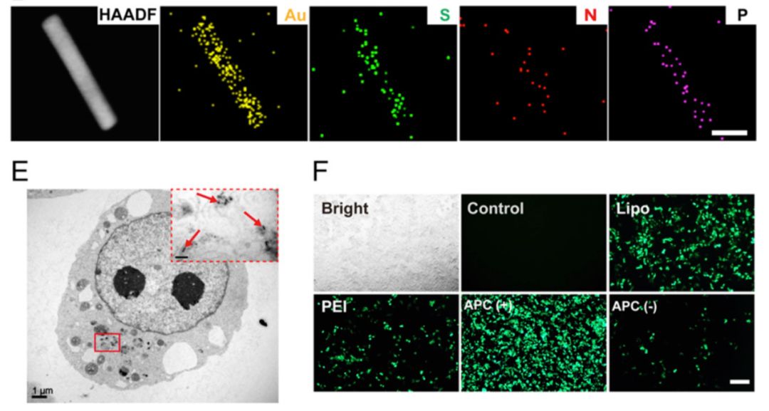 pnas 平渊团队开发近红外二区程序性光控基因编辑技术