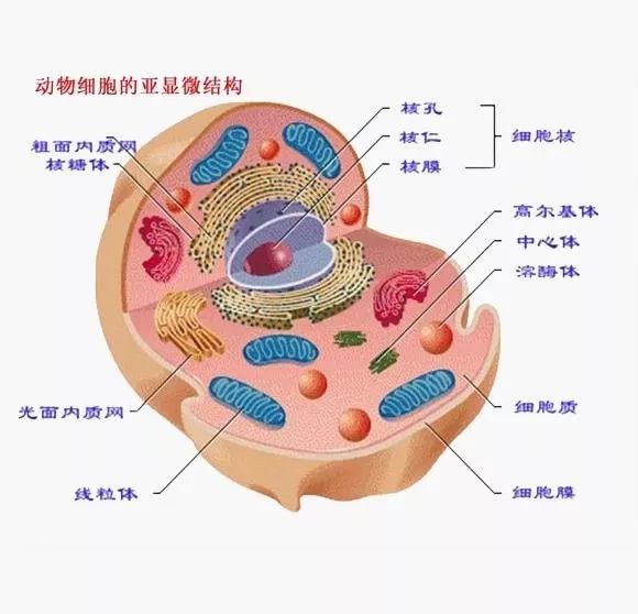 动物细胞结构图