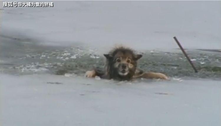 流浪狗不慎掉入冰湖中，它大聲哀嚎尋求幫助，好心人勇敢伸出援手 戲劇 第2張