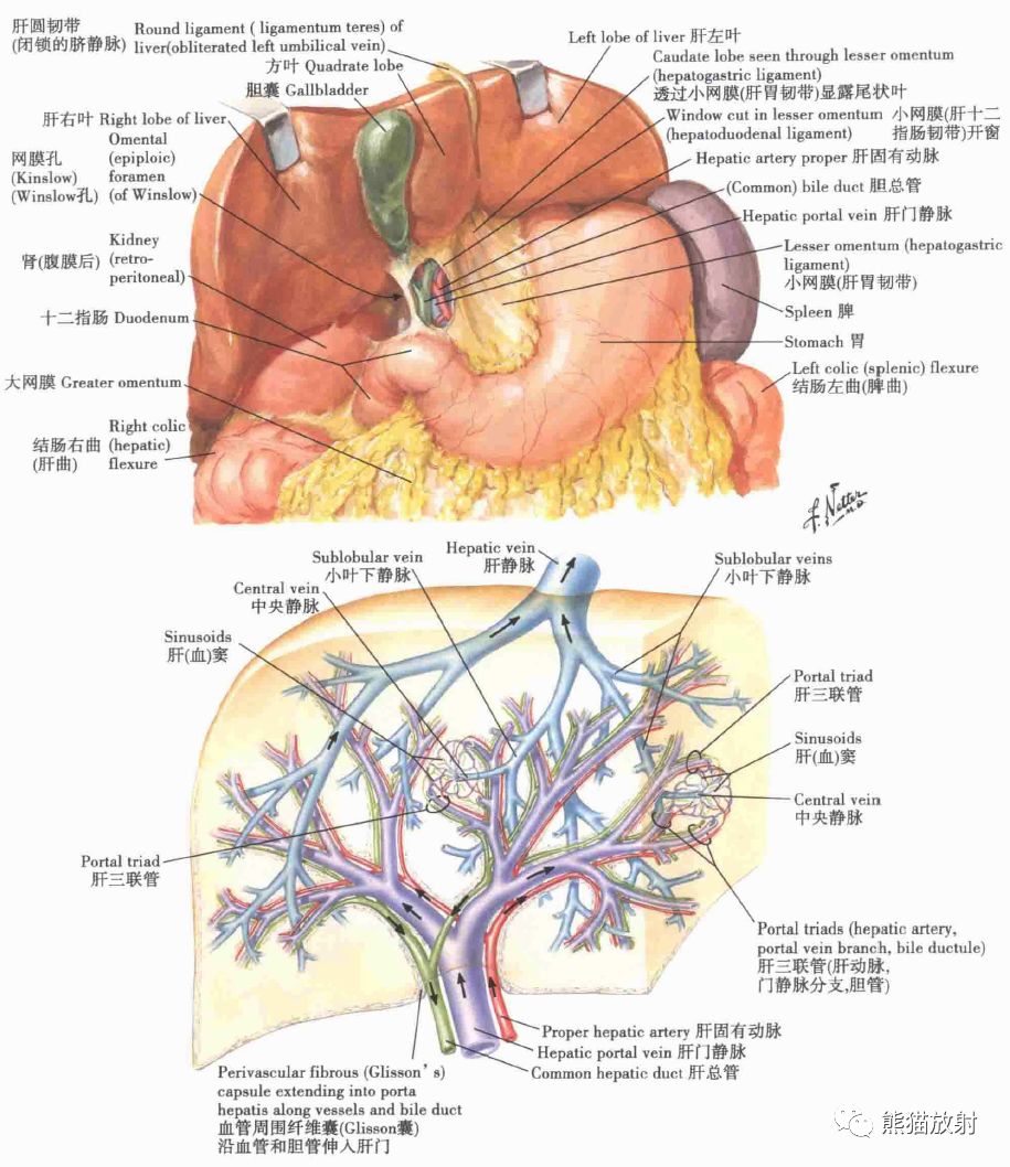 解剖丨肝胆胰脾动脉门脉属支