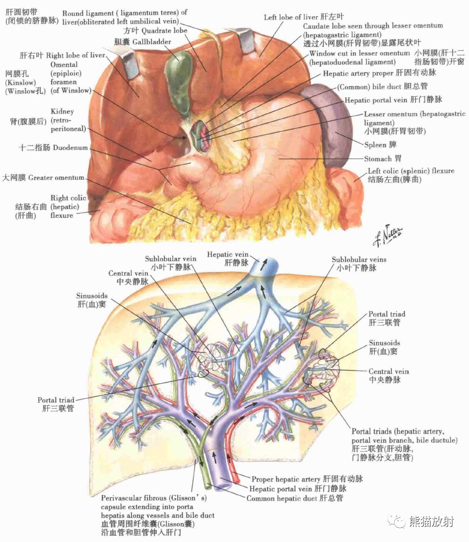 解剖丨肝,胆,胰,脾(动脉,门脉属支)