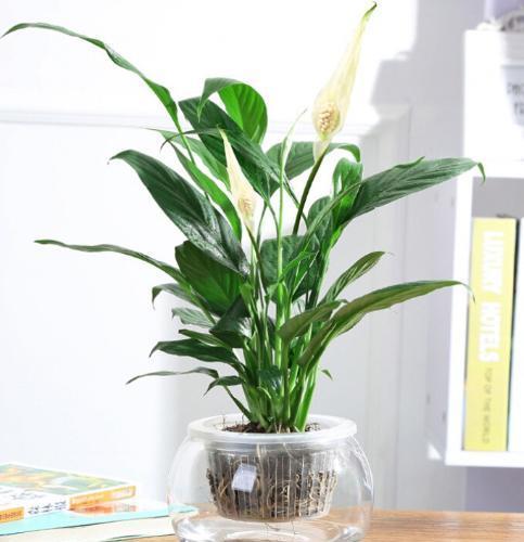 龟背竹水培后转土培怎么处理 307568283fbc412fb5f433a96d1ea7ff.jpeg