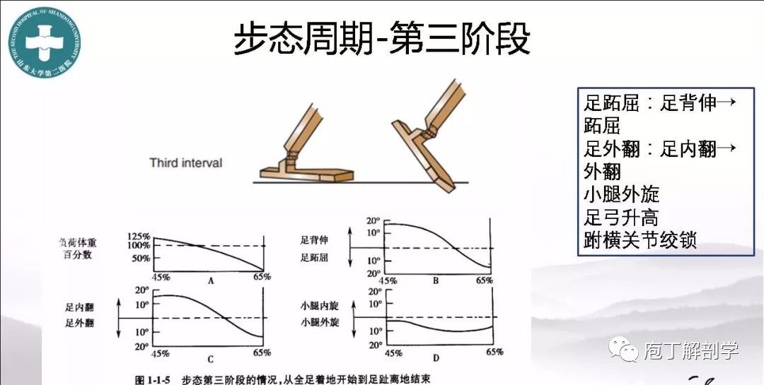 动物拜月的原理_资料分享 高考生物必考16 个实验原理大解析, 好资料一份就够了(2)