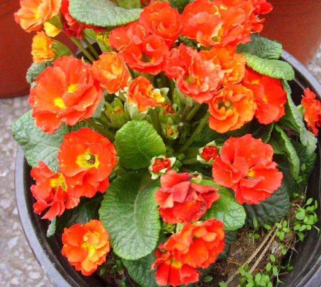 各种各样美丽的花朵像什么 553cfd516bb64e9abab783be37977f53.jpeg