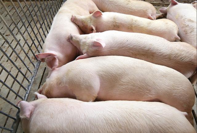 生猪价格下跌养猪人该怎么办 5ce6c8739326451e8c61b6cfc2f2e4de.jpeg