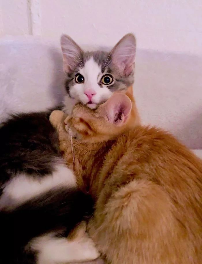 歪果网友分享了一组非常有爱的猫猫照片