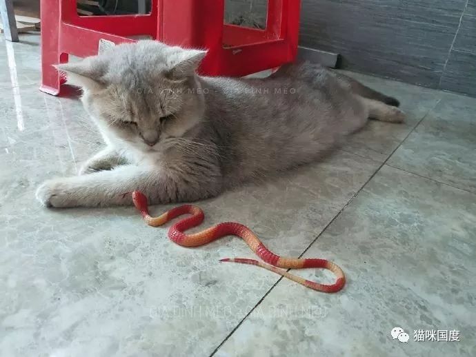 铲屎官买了条玩具蛇给猫咪玩,结果猫咪理都不理