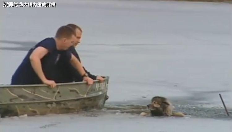 流浪狗不慎掉入冰湖中，它大聲哀嚎尋求幫助，好心人勇敢伸出援手 戲劇 第4張