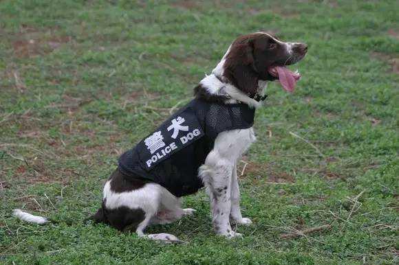 比利时短毛牧羊犬(马里努阿犬),德国牧羊犬,拉布拉多犬,史宾格犬,昆明