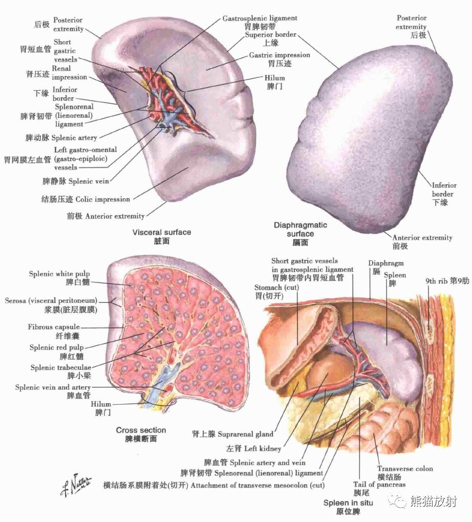 脾胰的淋巴管,淋巴结胰腺胆囊,肝外胆道,胰管肝的组织结构示意图肝