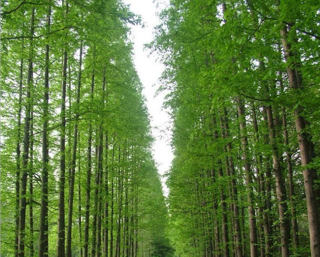 水杉的特征特性育苗技术及应用前景