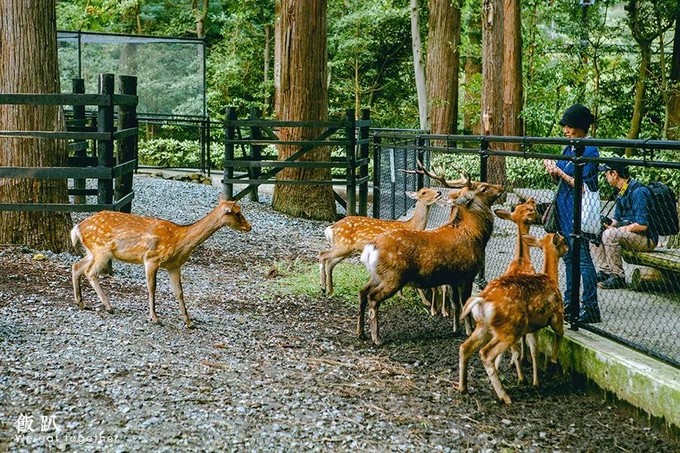 神社一隅的鹿园,圈养着奈良小鹿的远房亲戚,从旁边的亭里购得一袋鹿
