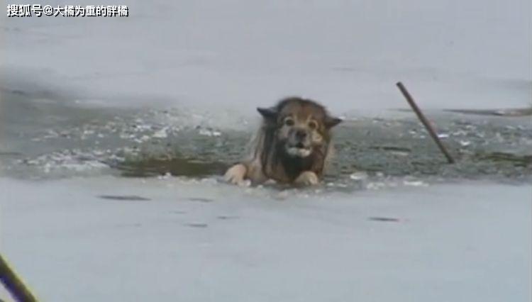 流浪狗不慎掉入冰湖中，它大聲哀嚎尋求幫助，好心人勇敢伸出援手 戲劇 第1張