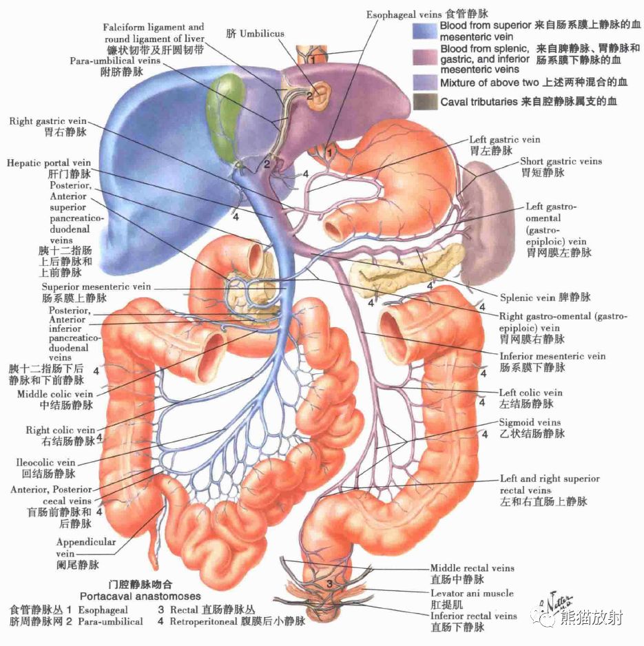 解剖丨肝,胆,胰,脾(动脉,门脉属支)_血管