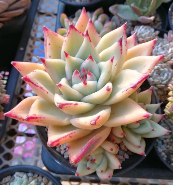 多肉种植方法大全图解 de2b956715bb4a0c978b6e0a875d67ae.jpeg