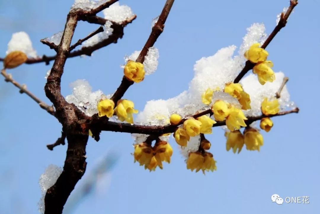 人间的春节破五,也正是立春前后,蜡梅吐蕊,香破寒冰之日.